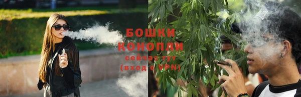 сатива Бородино
